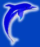 PCUDolphins